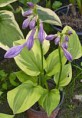 Hosta Grand Tiara